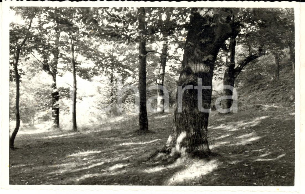 Fotografia d epoca originale 1960 ca VARESE Veduta dei giardini pubblici Foto cartolina VINTAGE 1
