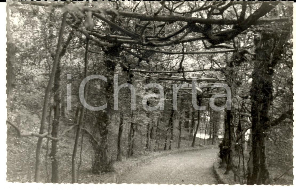Fotografia d epoca originale 1960 ca VARESE Un sentiero nei giardini pubblici Foto cartolina VINTAGE 1