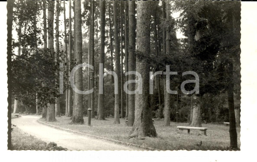 Fotografia d epoca originale 1960 ca VARESE Interno dei giardini pubblici Foto cartolina VINTAGE 1