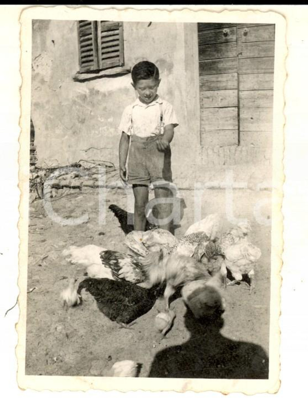 1940 ca AREA LOMBARDA Bambino dà il becchime alle galline *Foto VINTAGE 6x8