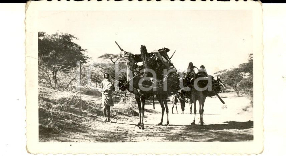 Fotografia d epoca originale 1940 ca AOI ERITREA Una carovana di dromedari da trasporto Fotografia 9x6 cm 1