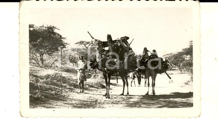 Fotografia d epoca originale 1940 ca AOI ERITREA Una carovana di dromedari da trasporto Fotografia 9x6 cm 1