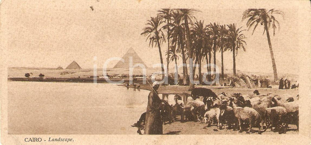 Cartolina originale da collezione 1935 ca IL CAIRO EGITTO Panorama con piramidi e gregge di pecore Cartolina FP 1