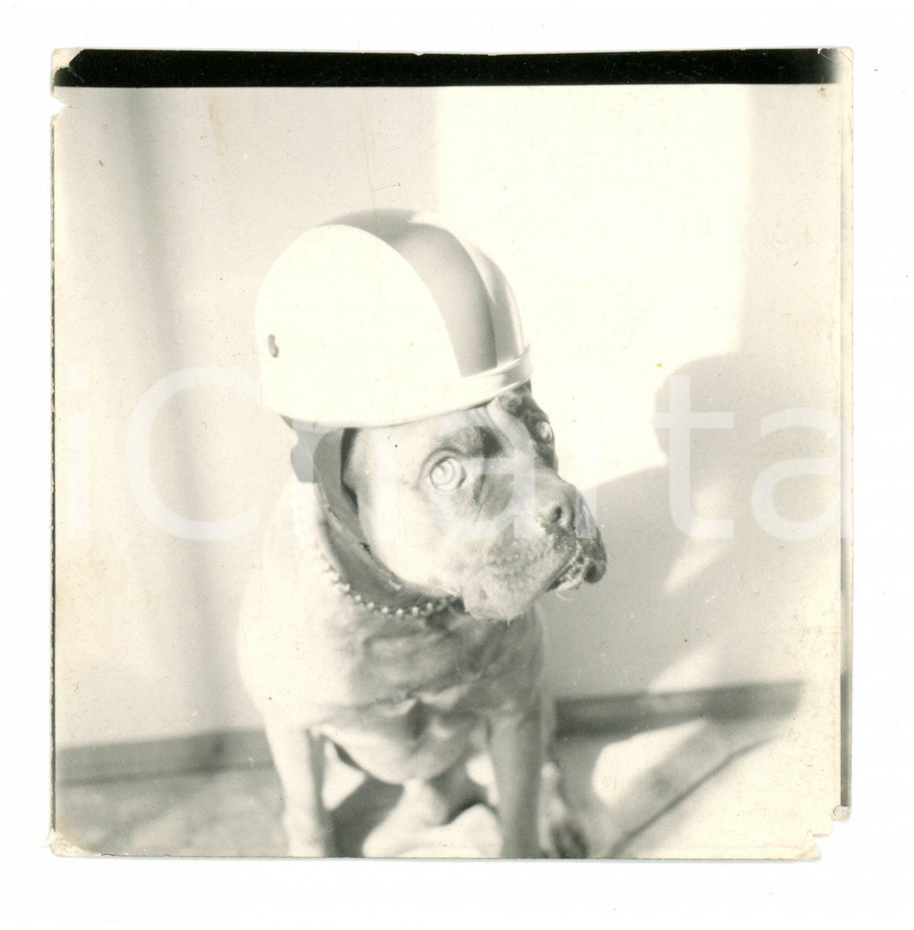 Fotografia d epoca originale 1950 ca ANIMALI Cane Deutscher boxer indossa casco da pilota Foto 5x5 cm 1