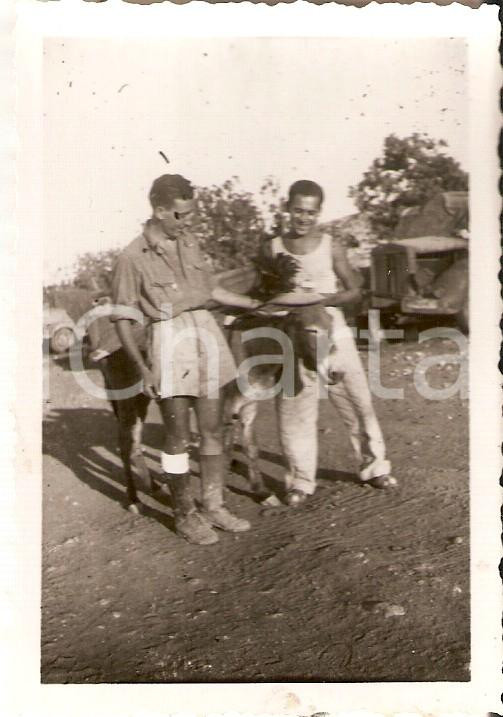 Fotografia d epoca originale 1940 LIBIA ca 7° Reggimento Bersaglieri  Asino con cappello da bersagliere Foto 1