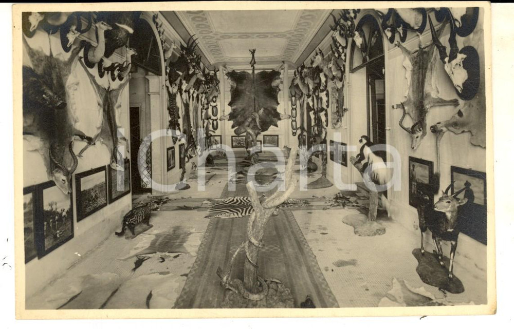 Cartolina originale da collezione 1940 ca PADOVA Palazzo DOLFIN BOLDU   Museo di caccia grossa Cartolina FP NV 1