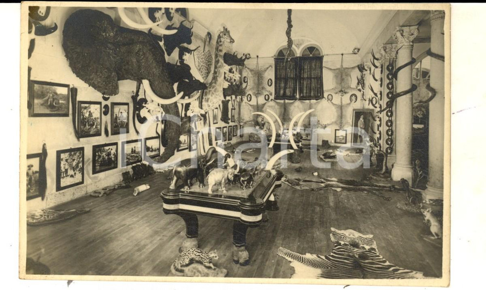 Cartolina originale da collezione 1940 ca PADOVA Palazzo DOLFIN BOLDU  Museo di caccia grossa Cartolina FP NV 1