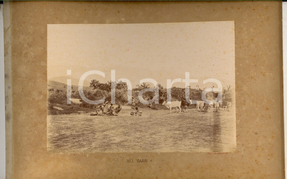 Fotografia d epoca originale 1890 ca AOI ERITREA Indigeni al pascolo nel DAARI Foto Carlo GASTALDI 34x22 cm 1