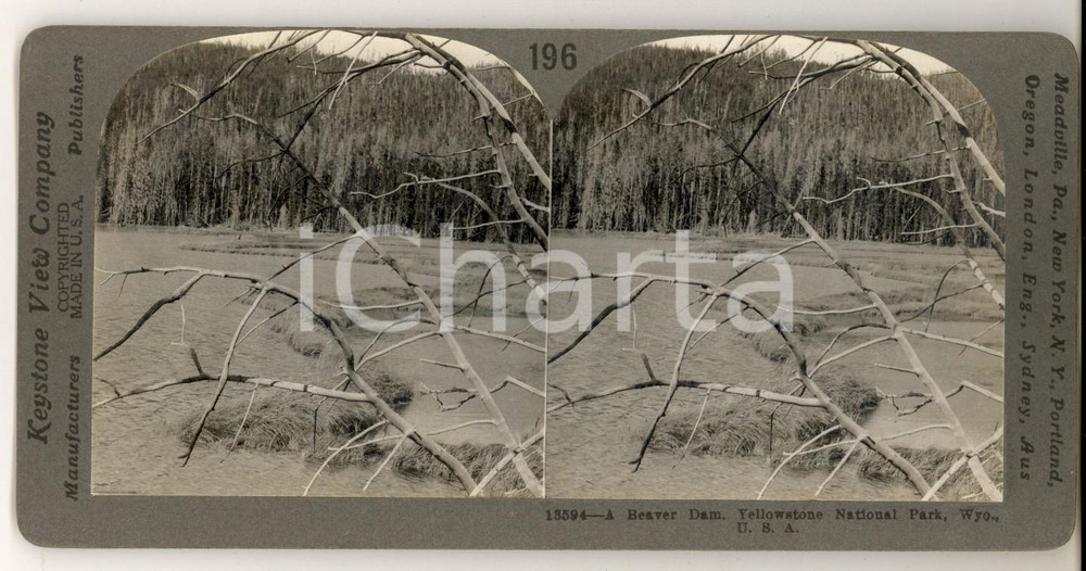Fotografia d epoca originale 1920 ca YELLOWSTONE National Park USA  A beaver dam Stereoview KEYSTONE 1