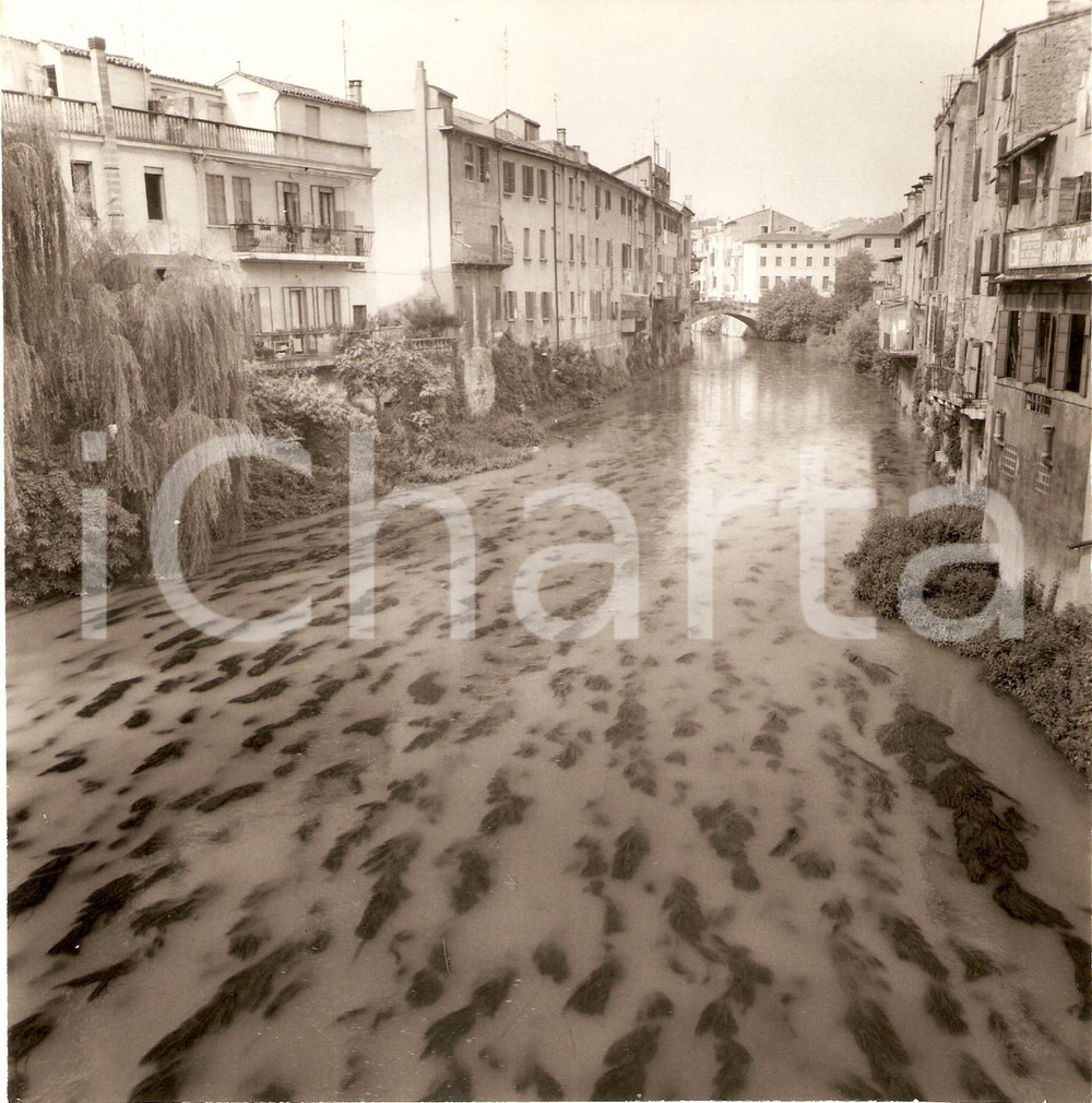 Fotografia d epoca originale 1975 ca PADOVA Alghe nel fiume BRENTA Scorcio panoramico Foto 17x18 cm 1