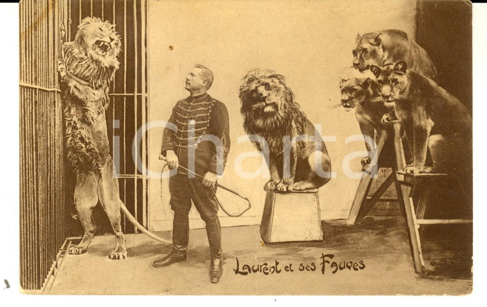 Cartolina originale da collezione 1910 ca FRANCE CIRCUS Dompteur Laurent et ses fauves Carte postale VINTAGE FP 1