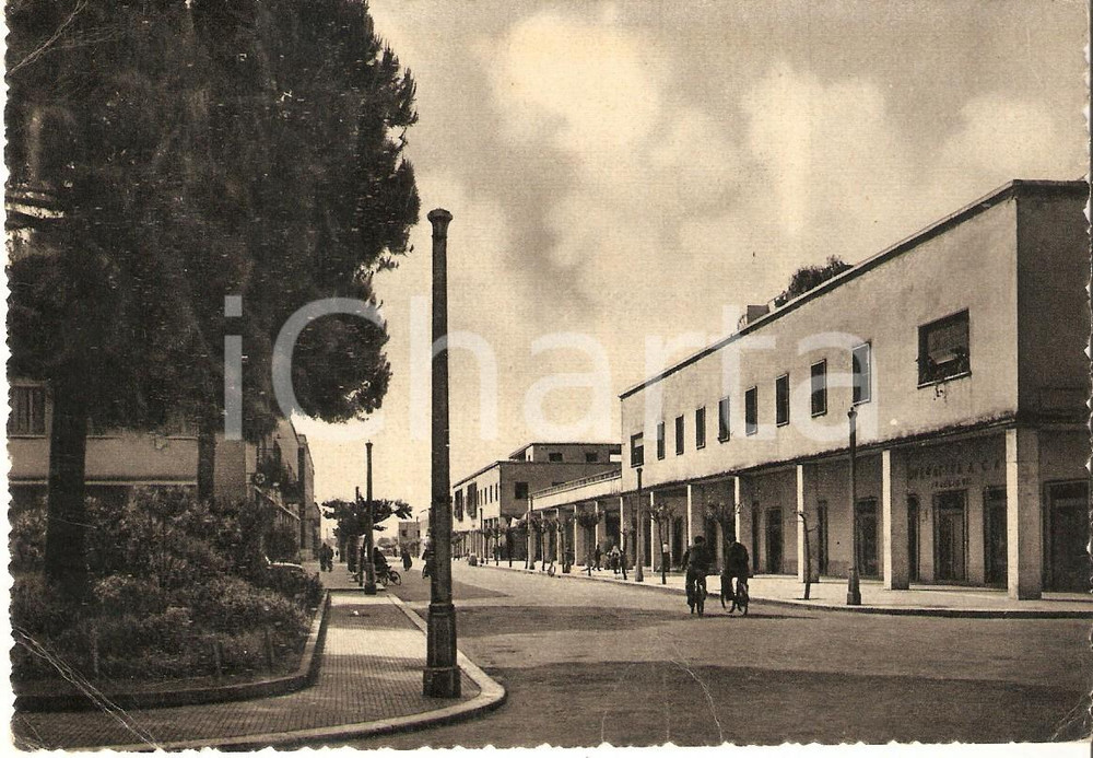 Cartolina originale da collezione 1951 SABAUDIA LT Operai in bicicletta su Corso Vittorio Emanuele Cartolina FG 1