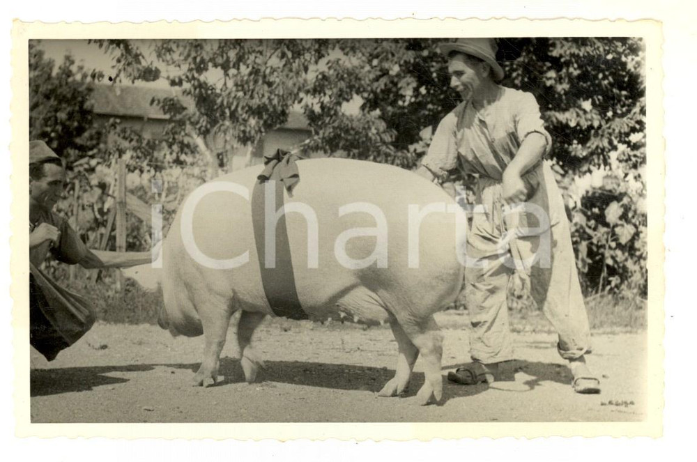 Fotografia d epoca originale 1945 CORNAREDO Scrofa degli allevamenti Confezioni MAIM Foto 14x9 cm 1