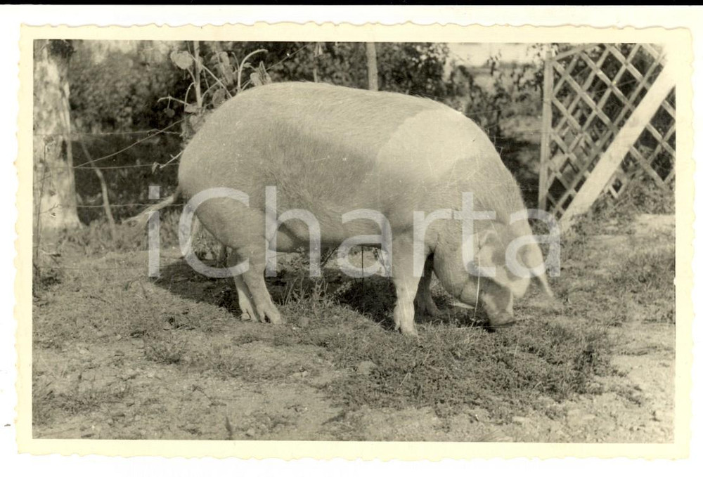 Fotografia d epoca originale 1945 CORNAREDO Verro degli allevamenti Confezioni MAIM Foto 14x9 cm 1