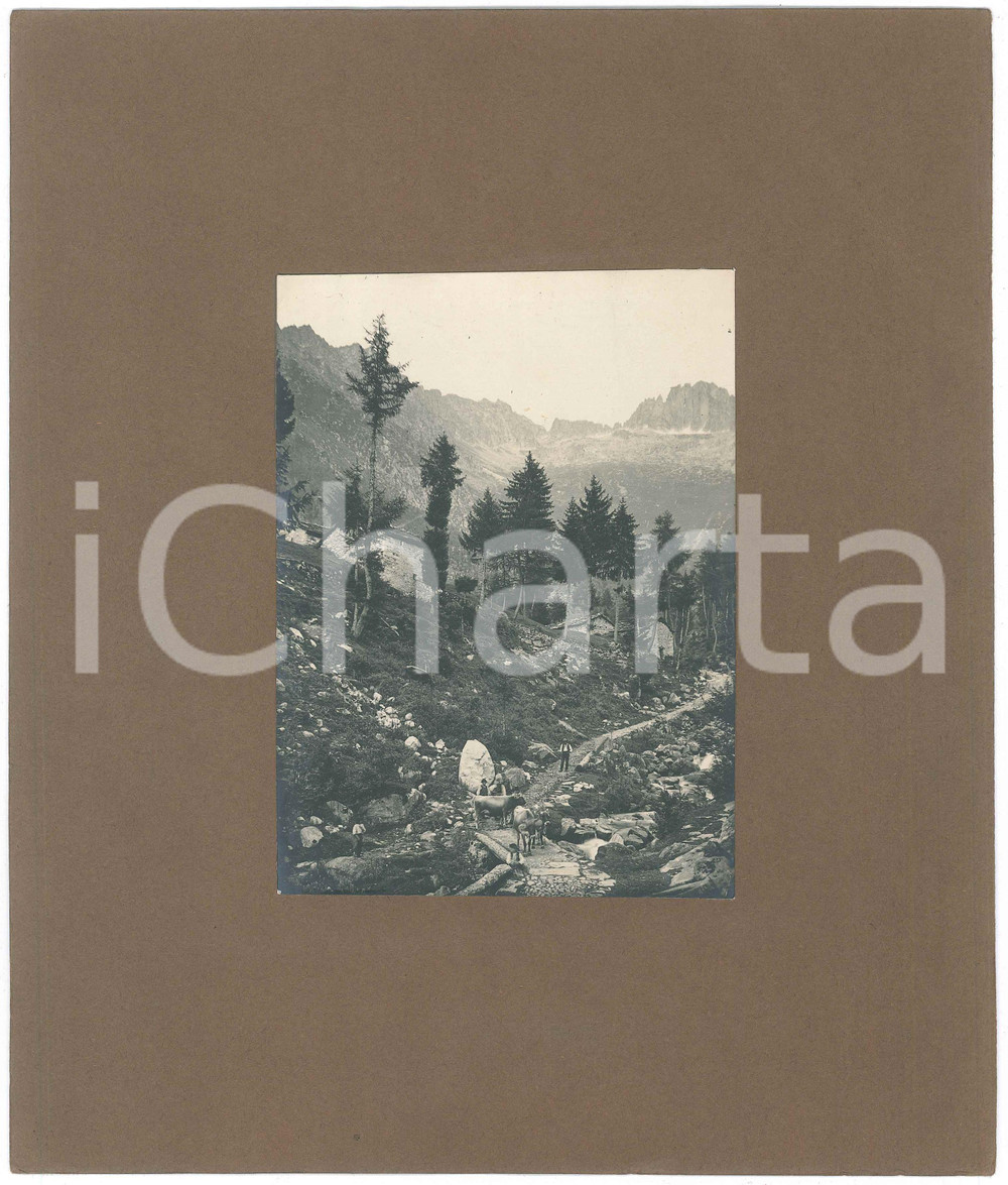 Fotografia d epoca originale 1920 ca MONTE CERVINO Contadini e mucche verso il pascolo  Foto 11x16 cm 1