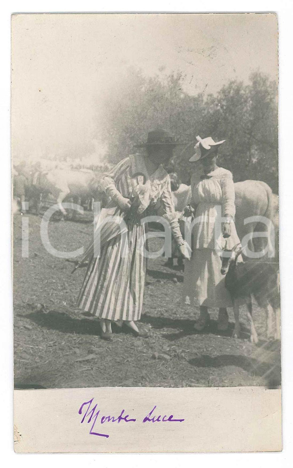 Fotografia d epoca originale 1917 PERUGIA MONTELUCE Nobildonne tra il bestiame  Foto cartolina CURIOSA 1