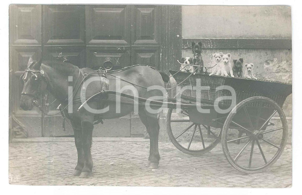 Fotografia d epoca originale 1916 COSTUME ITALIA Carretto con cucciolata di cani  Foto CURIOSA 14x9 cm 1