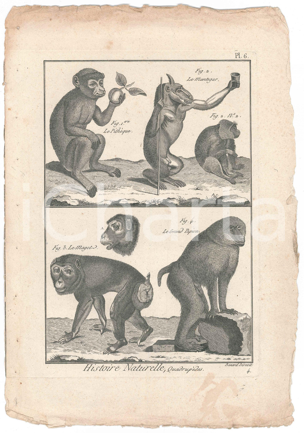 Stampa, bozzetto originale 1790 ca HISTOIRE NATURELLE  QuadrupÃ¨des  PithÃ¨que magot papion Engraving 1