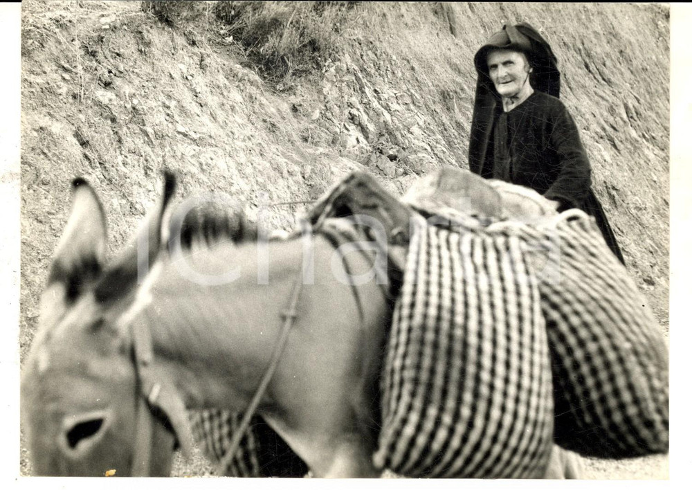 Fotografia d epoca originale 1960 ca AREA LIGURE Anziana donna con una bestia da soma Foto 18x14 1