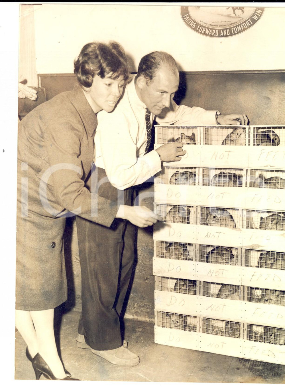 Fotografia d epoca originale 1959 TRING UK Racing driver Stirling MOSS collects chinchillas Photo 1