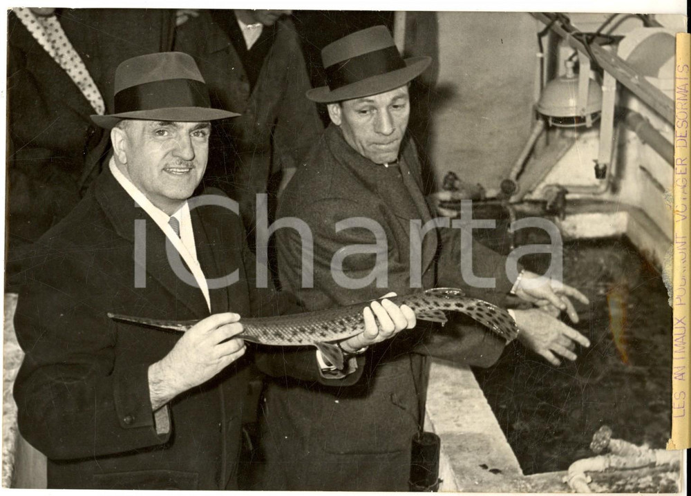 Fotografia d epoca originale 1958 PARIS Prof. Gustave PREVOST arrive avec un poisson armÃ© du Canada Photo 1