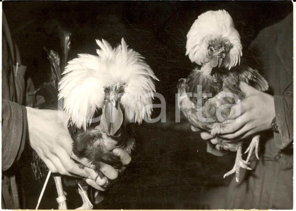 Fotografia d epoca originale 1953 PARIS Porte de VERSAILLES Coqs hollandais Ã  l Exposition Agricole Photo 1