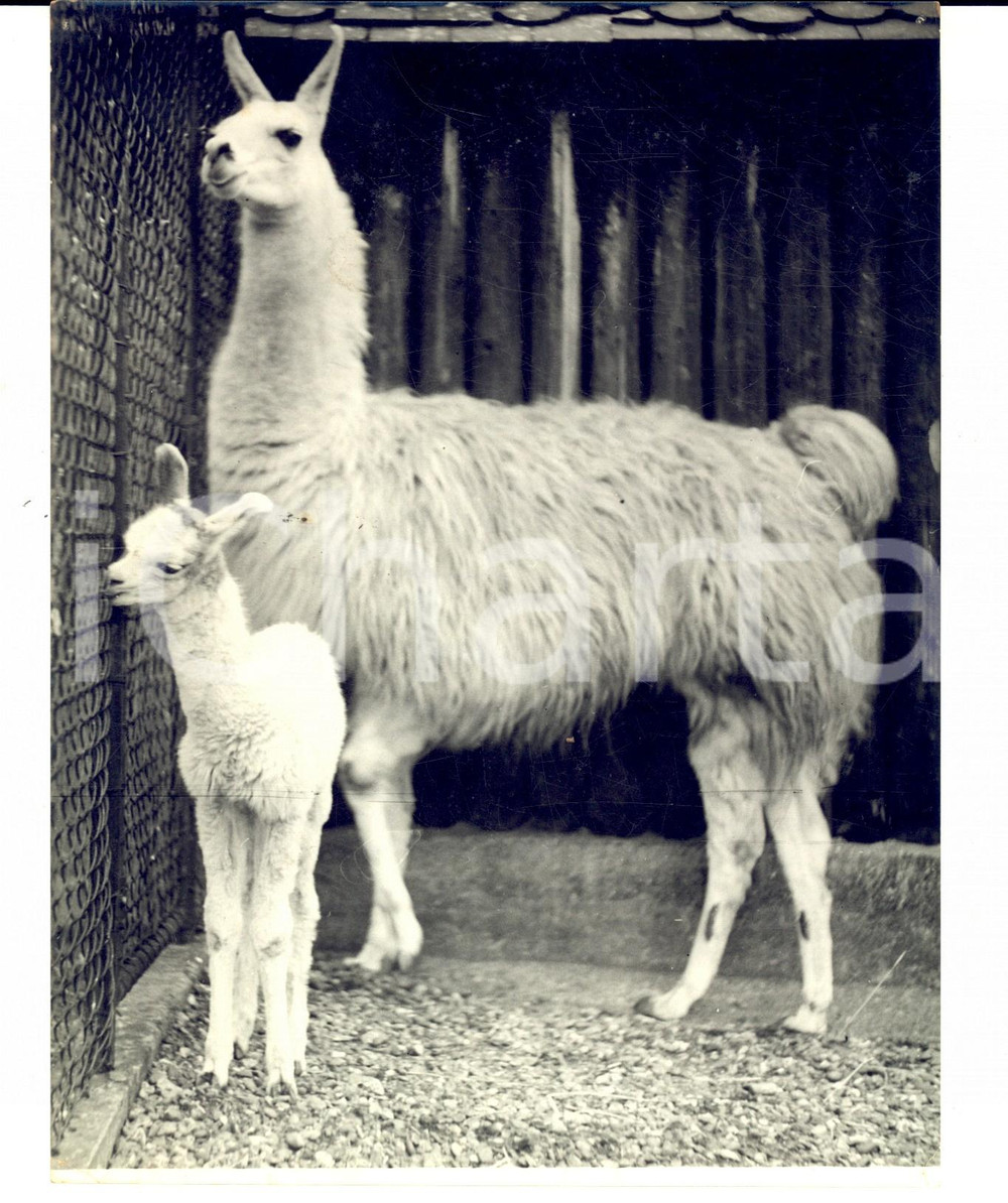 Fotografia d epoca originale 1958 LONDON ZOO The new llama Tim with his mother Photo 16x20 cm 1