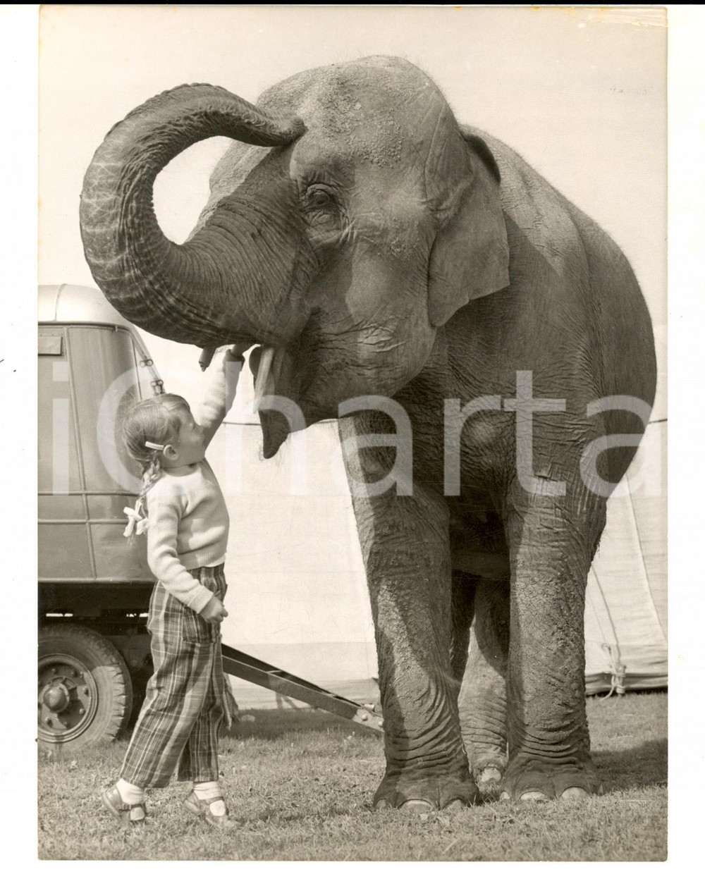 Fotografia d epoca originale 1960 CIRCUS The daughter of Gosta KRUSE with an elephant Photo 14x18 cm 1