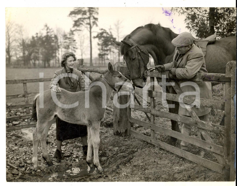 Fotografia d epoca originale 1954 LLANVAIR UK Karry LLEWELLYN S and his wife with two horses Photo 1