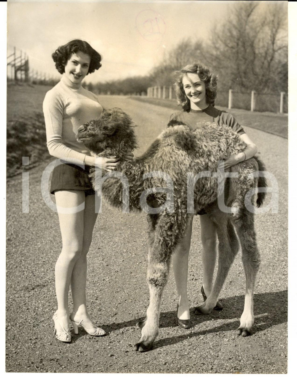 Fotografia d epoca originale 1954 WHIPSNADE ZOO Windmill Girls Lydia BARTON Maureen O  DEA and baby camel 1