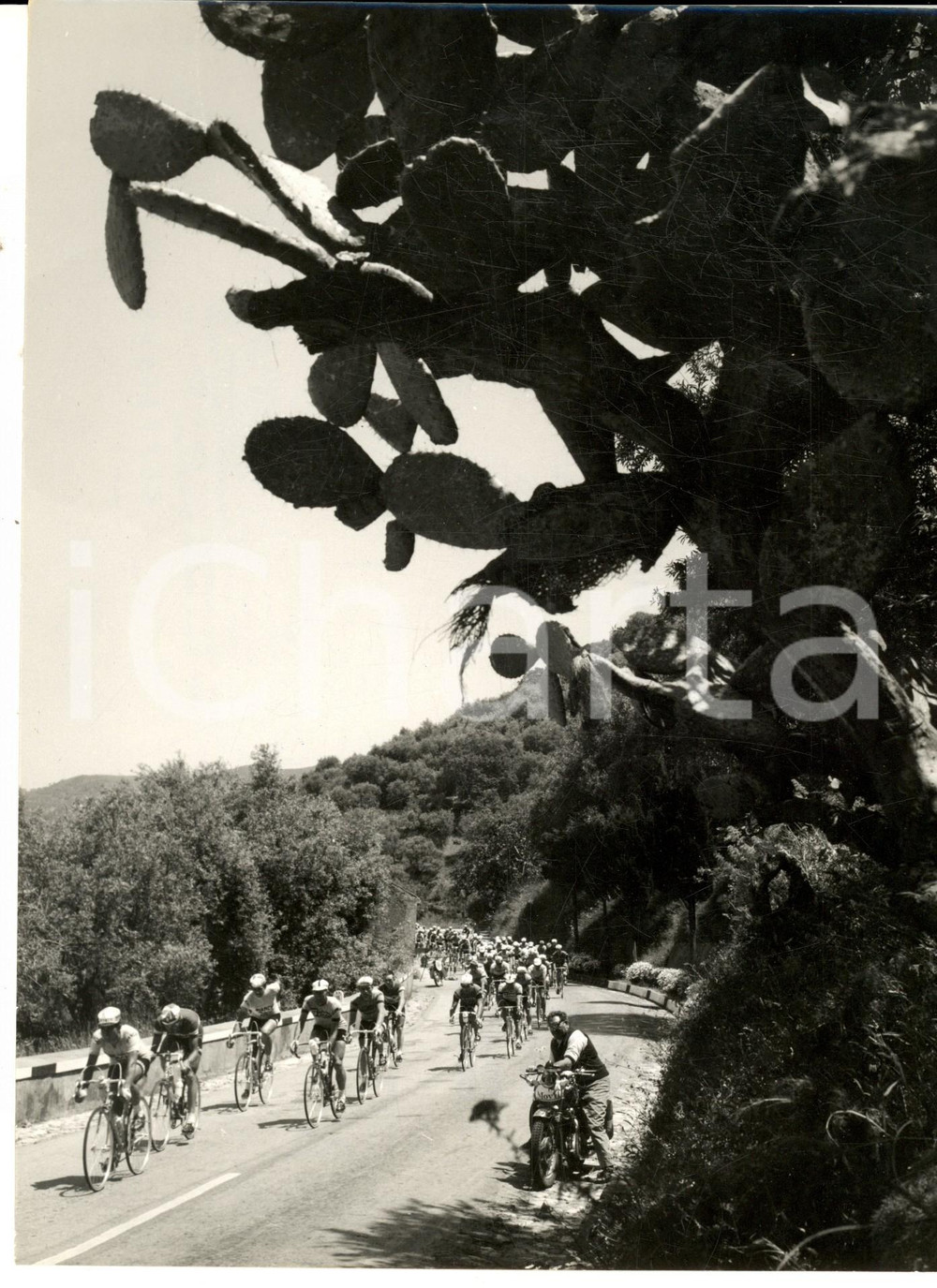 Fotografia d epoca originale 1965 CICLISMO GIRO D ITALIA PALERMO Ciclisti durante la tappa Foto 18x24 1