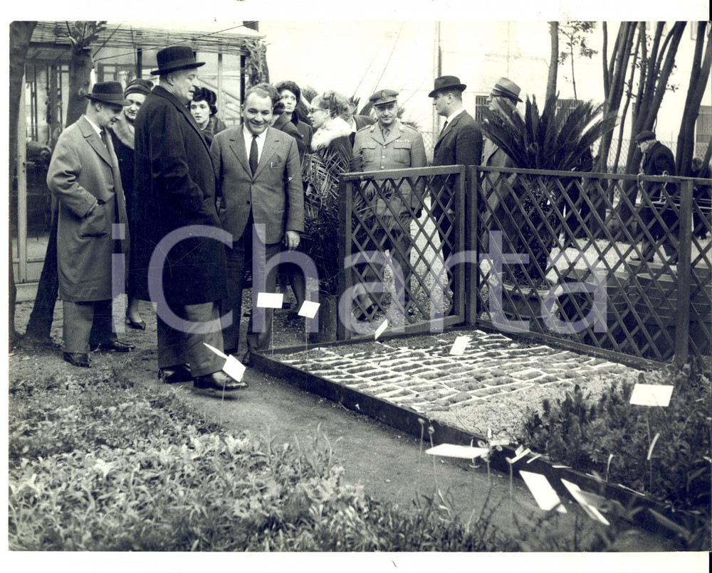 Fotografia d epoca originale 1955 ca GENOVA Sindaco Vittorio PERTUSIO in visita a un vivaio Fotografia 24x18 1