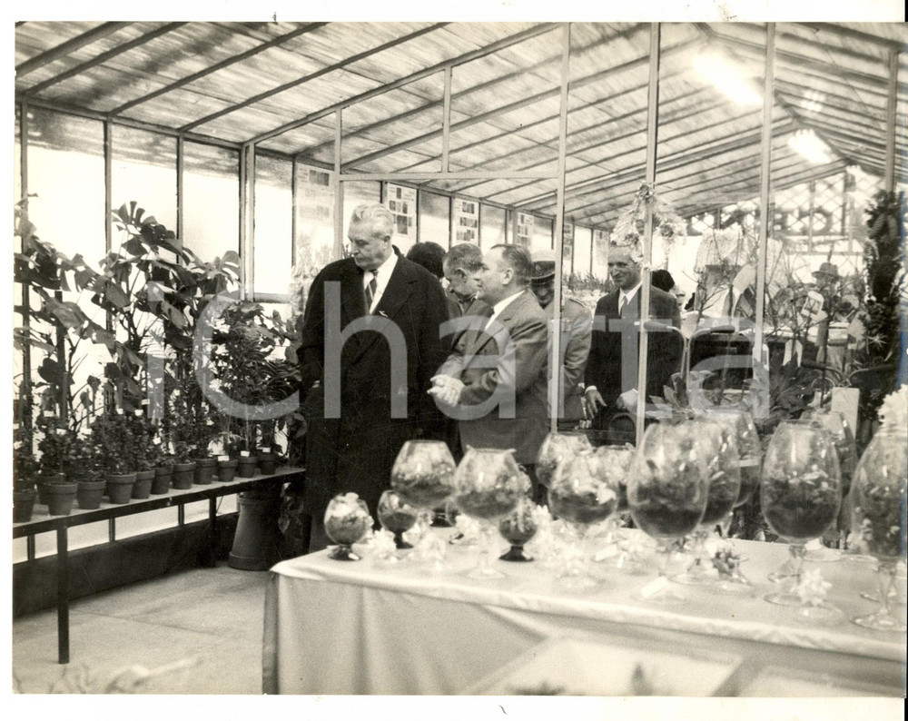 Fotografia d epoca originale 1955 ca GENOVA Sindaco Vittorio PERTUSIO in visita a un vivaio Foto 24x18 cm 1