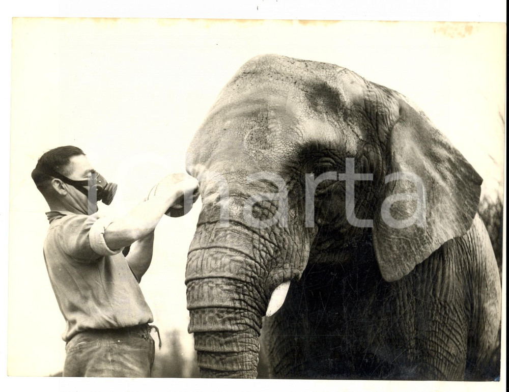 Fotografia d epoca originale 1953 LONDON ZOO Elephant DICKSIE puts her nose to the grindstone Photo 20x16 1
