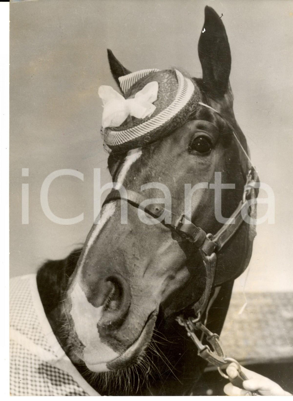 Fotografia d epoca originale 1959 SYDNEY AUSTRALIA Racehorse TELEMARK wearing a chic creation Photo 1