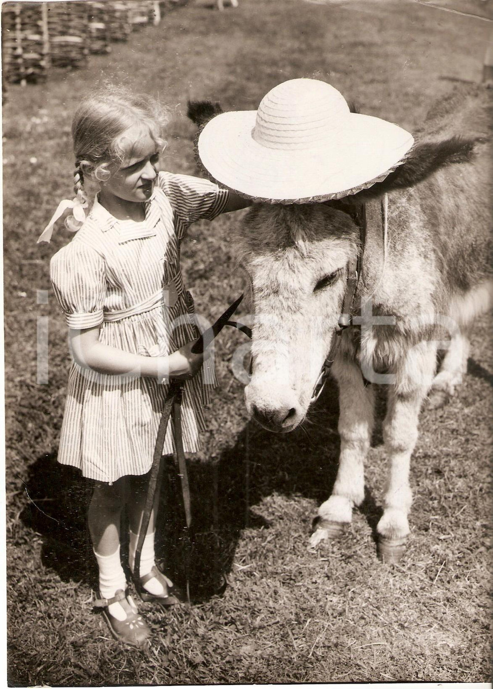 Fotografia d epoca originale 1953 WIVELSFIELD  DONKEY DERBY Jacqueline DINNAGE put a hat on her donkey Foto 1