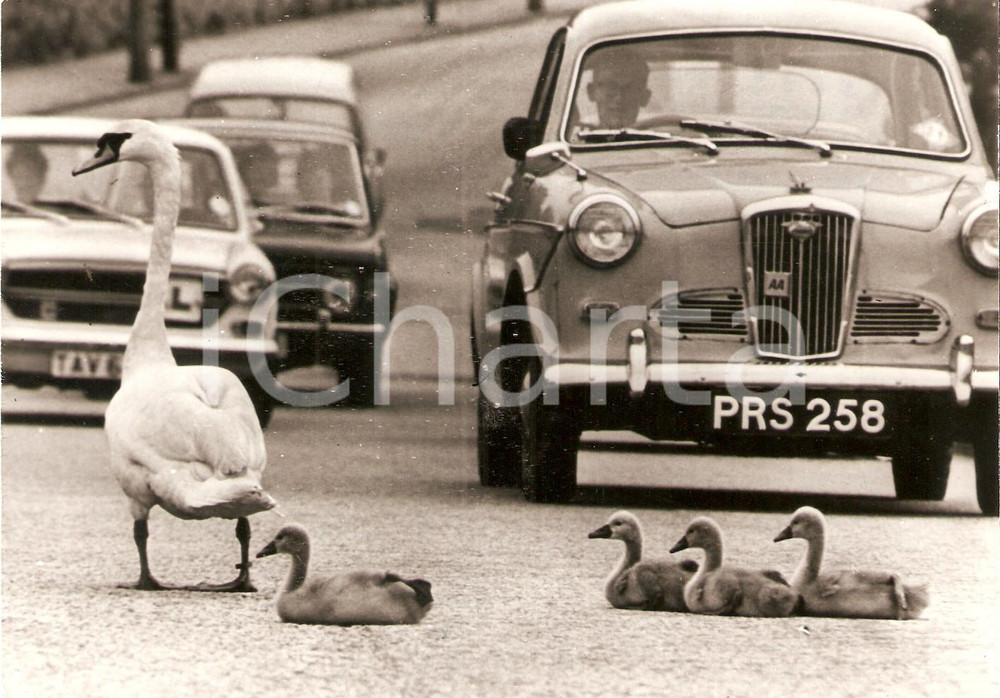 Fotografia d epoca originale 1960 ca UNITED KINGDOM Mamma cigno e cuccioli bloccano il traffico Foto 18x12cm 1