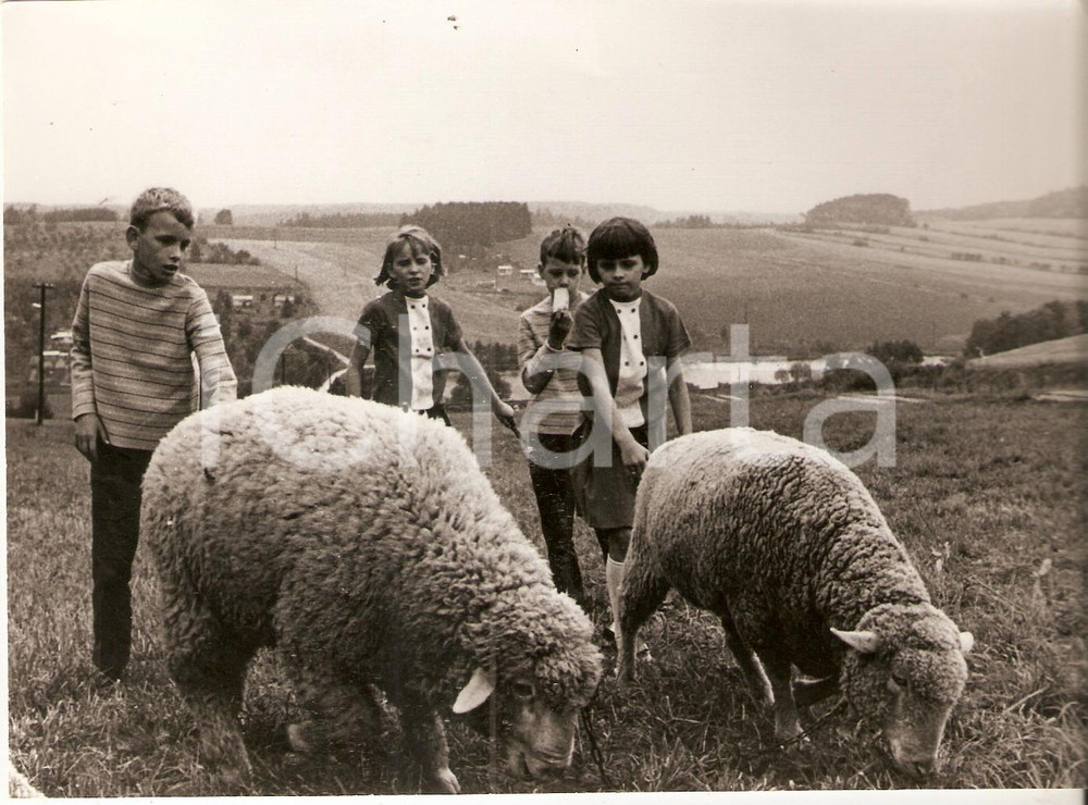 Fotografia d epoca originale 1959 CECOSLOVACCHIA Quattro gemelli portano pecore al pascolo Foto 1