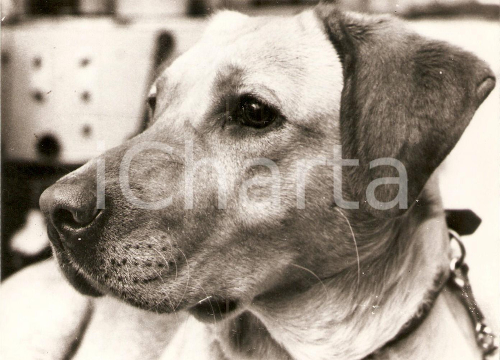 Fotografia d epoca originale 1970 LONDON Labrador GOLDIE primo cane con pacemaker a pila atomica Foto 1