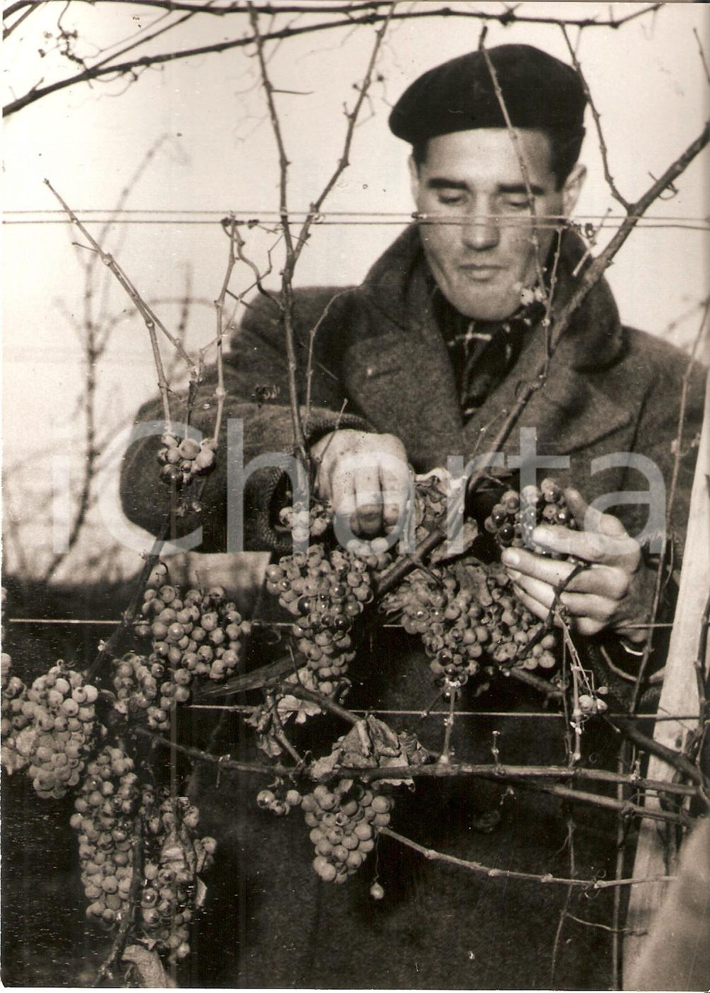 Fotografia d epoca originale 1973 WACHAU AUSTRIA Viticoltore austriaco raccoglie uva in inverno Foto 1
