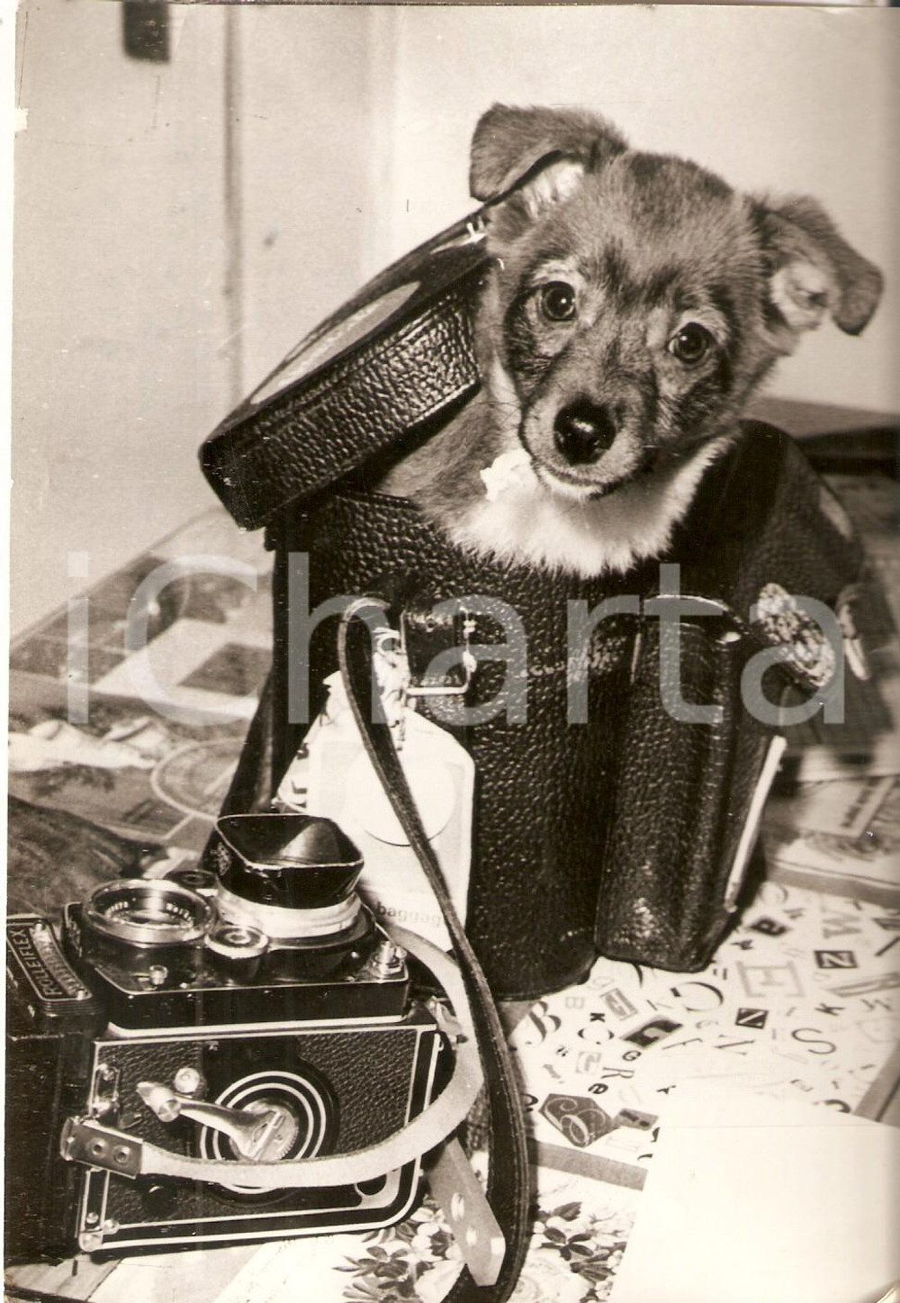 Fotografia d epoca originale 1970 ca ANIMALI Cagnolino sbuca dalla custodia di una ROLLEIFLEX Foto 17x13 cm 1