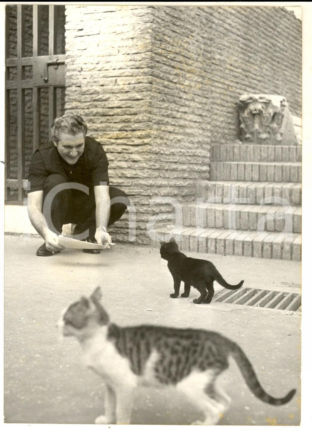 Fotografia d epoca originale 1956 ROMA Il pianista LIBERACE tra i gatti della capitale Fotografia 13x18 1