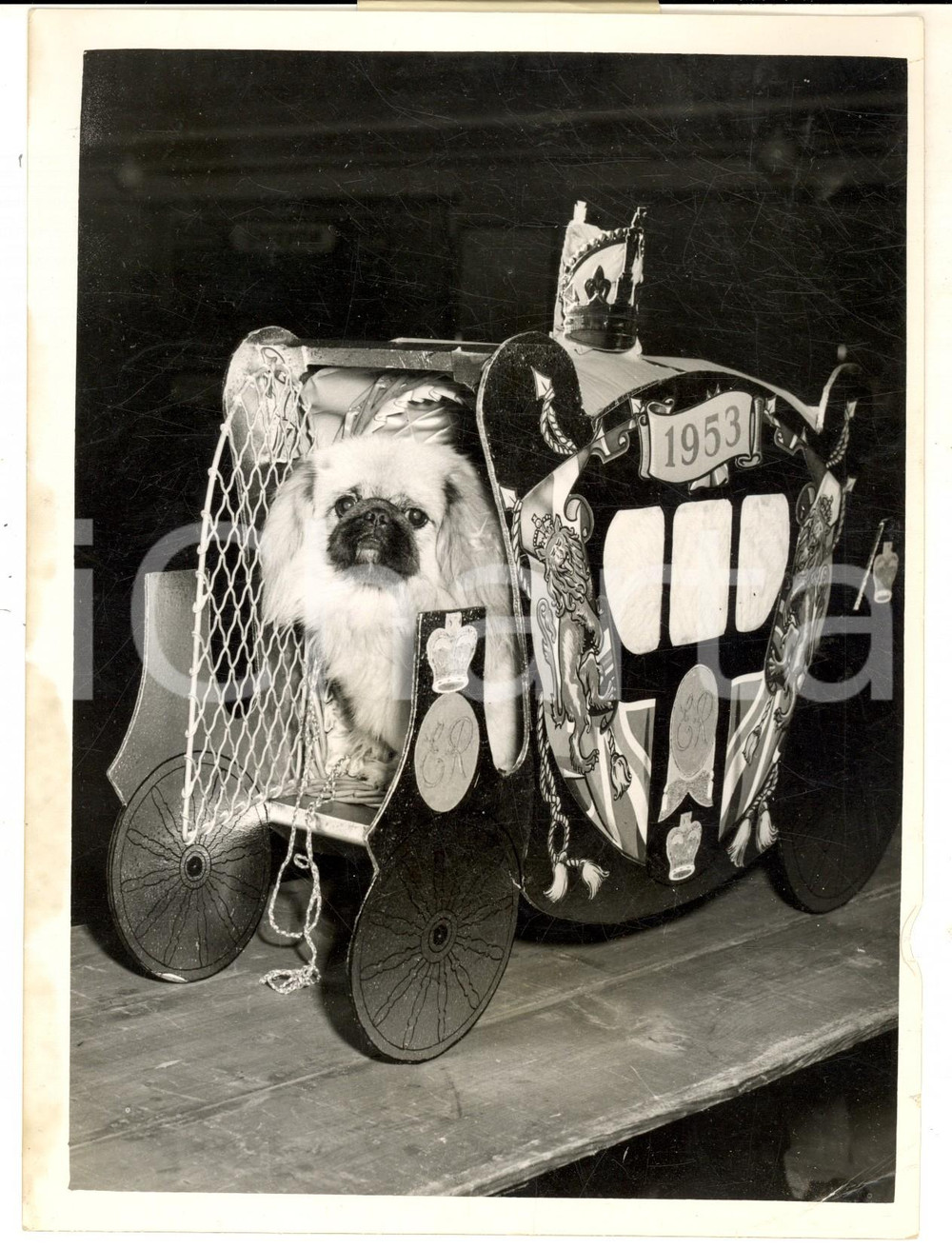 Fotografia d epoca originale 1953 LONDON Coronation Dog Show  Il pechinese SING SING KOE vincitore Foto 1