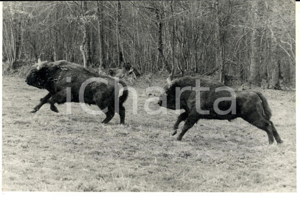 Fotografia d epoca originale 1974 PARC DU SAINTHUBERT FRANCE Due bisonti in piena corsa Foto 17x13 cm 1