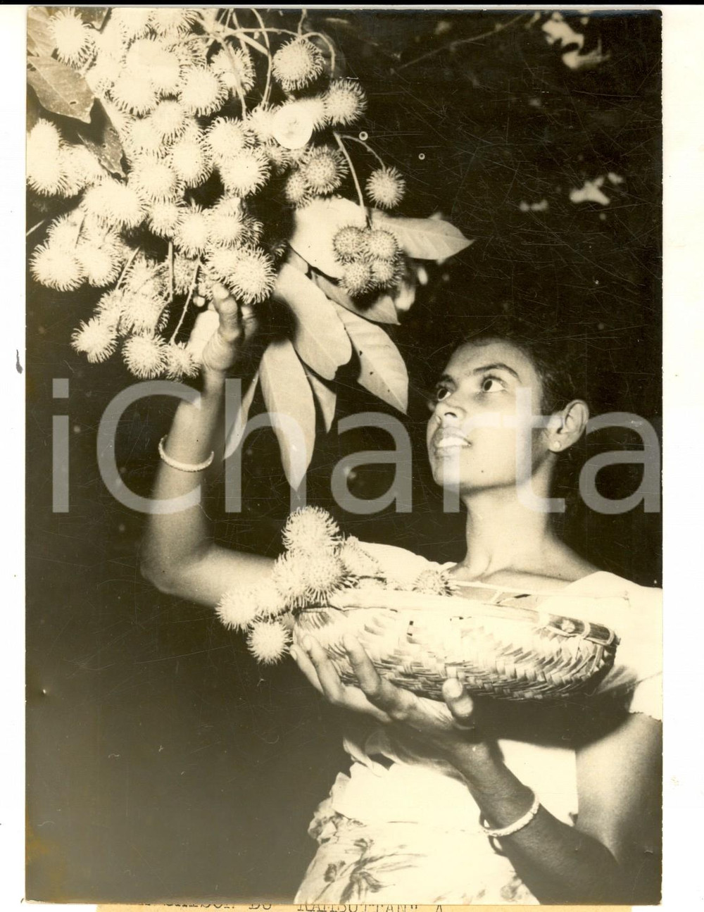 Fotografia d epoca originale 1959 MALWANA SRI LANKA Donna durante la raccolta del frutto rambutan Foto 1