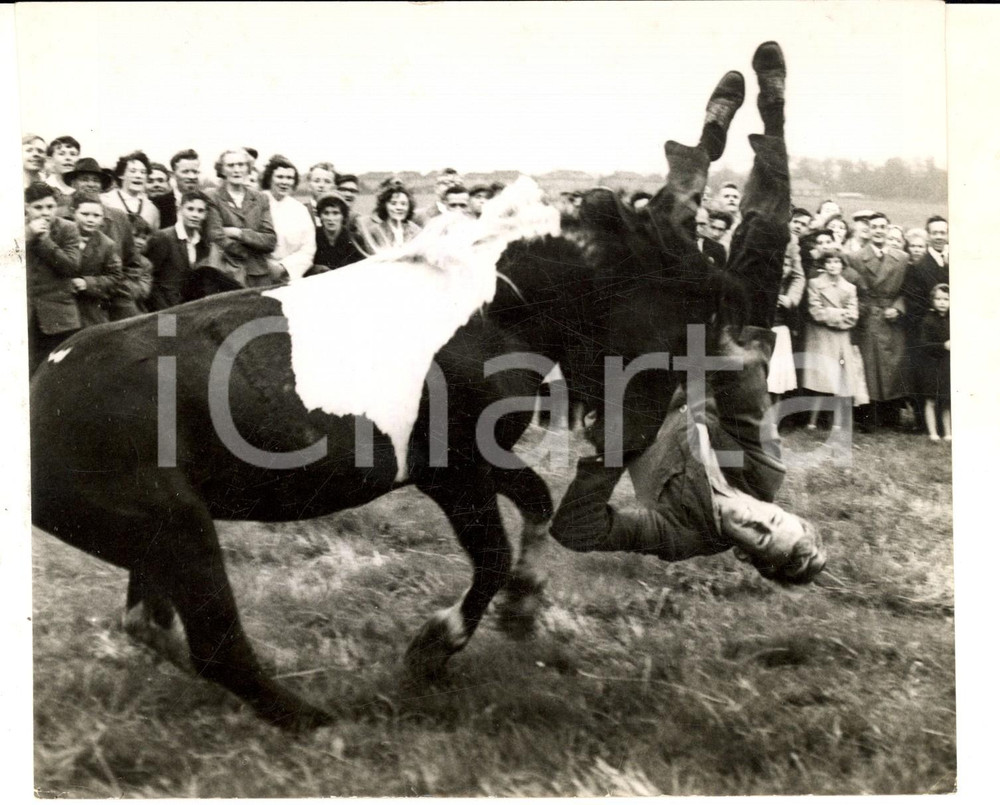 Fotografia d epoca originale 1958 WALKHAMPTON DEVON Peter BICKELL knocked down at DARTMOOR rodeo Photo 1