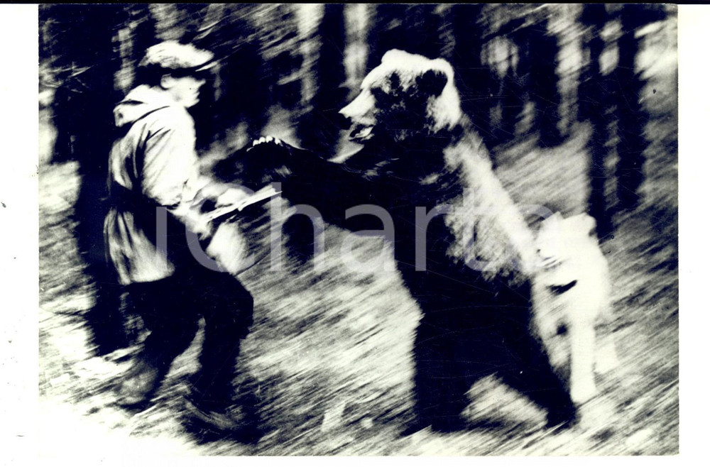 Fotografia d epoca originale 1970 ca RUSSIA Uomo aggredito da un orso nella foresta Foto Anatoly POLIAKOV 1