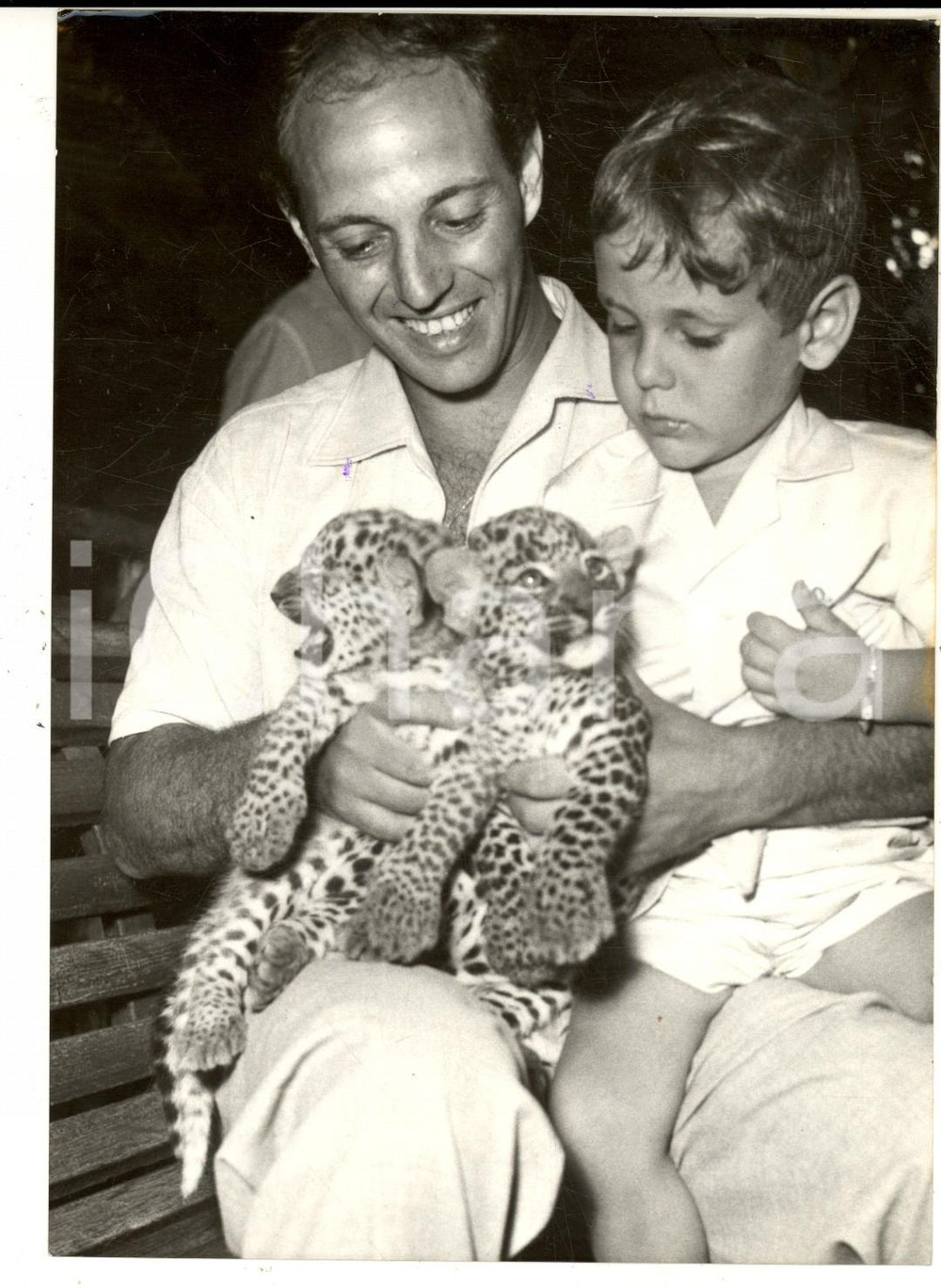 Fotografia d epoca originale 1959 ZOO DI ROMA Due cuccioli di leopardo nati in cattivitÃ  Foto 14x18 1