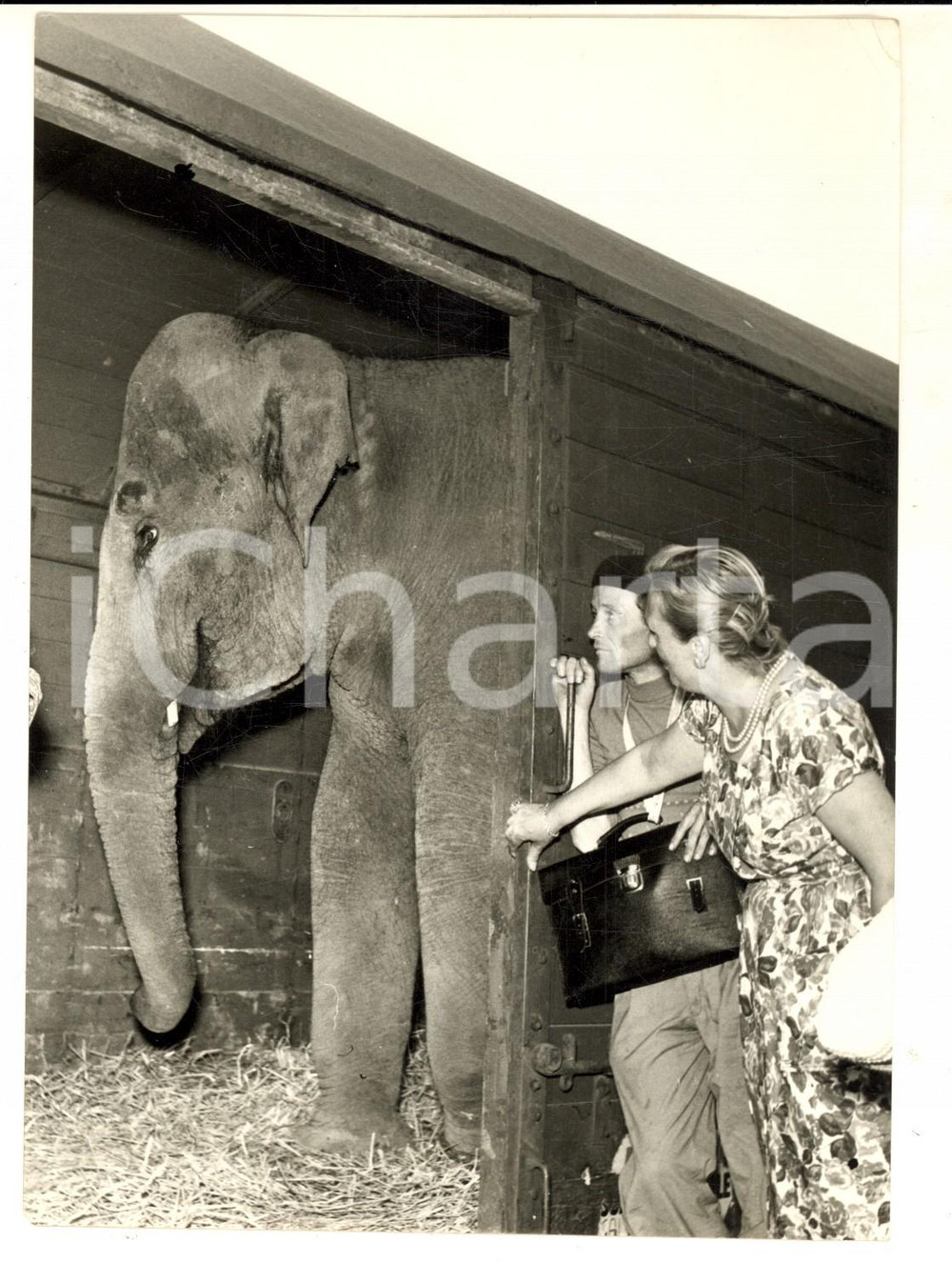 Fotografia d epoca originale 1959 TORINO Elefante JUMBO parte per ripercorrere il viaggio di Annibale Foto 1