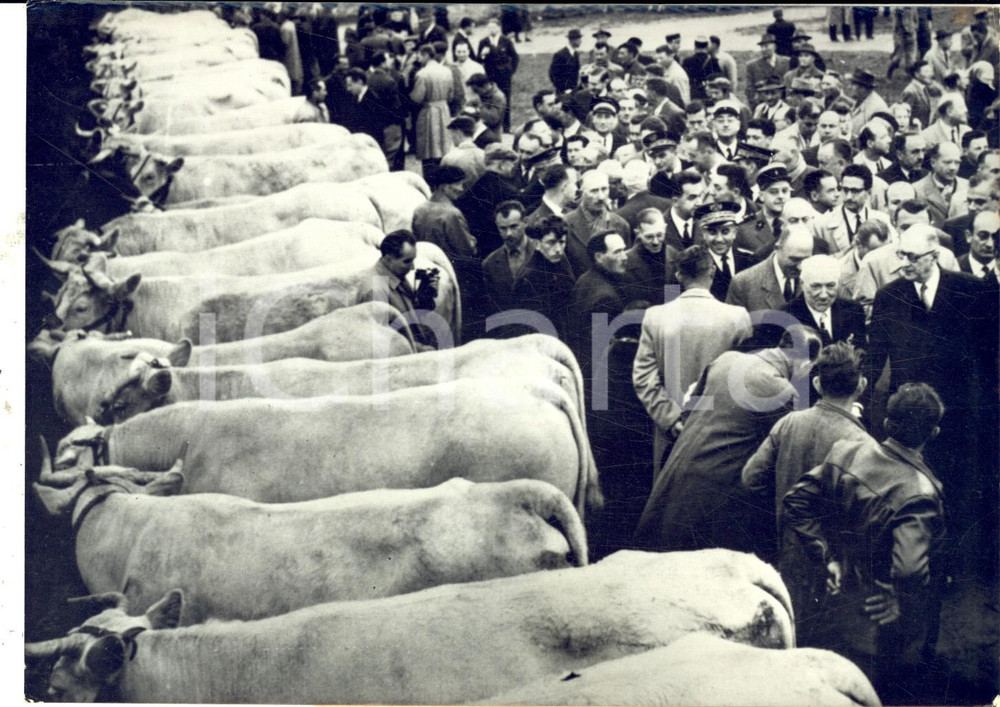 Fotografia d epoca originale 1959 SAINTPIERRELEMOUTIER Général DE GAULLE visite foire de bovins charolais 1